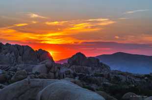 Sunrise over Joshua Tree-1216.jpg